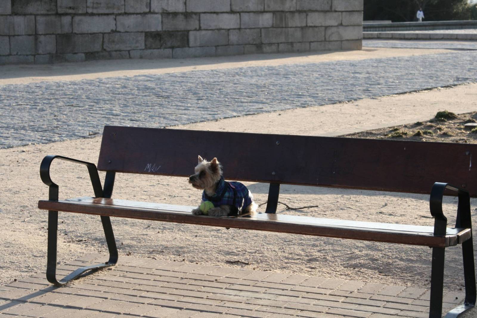 perro3