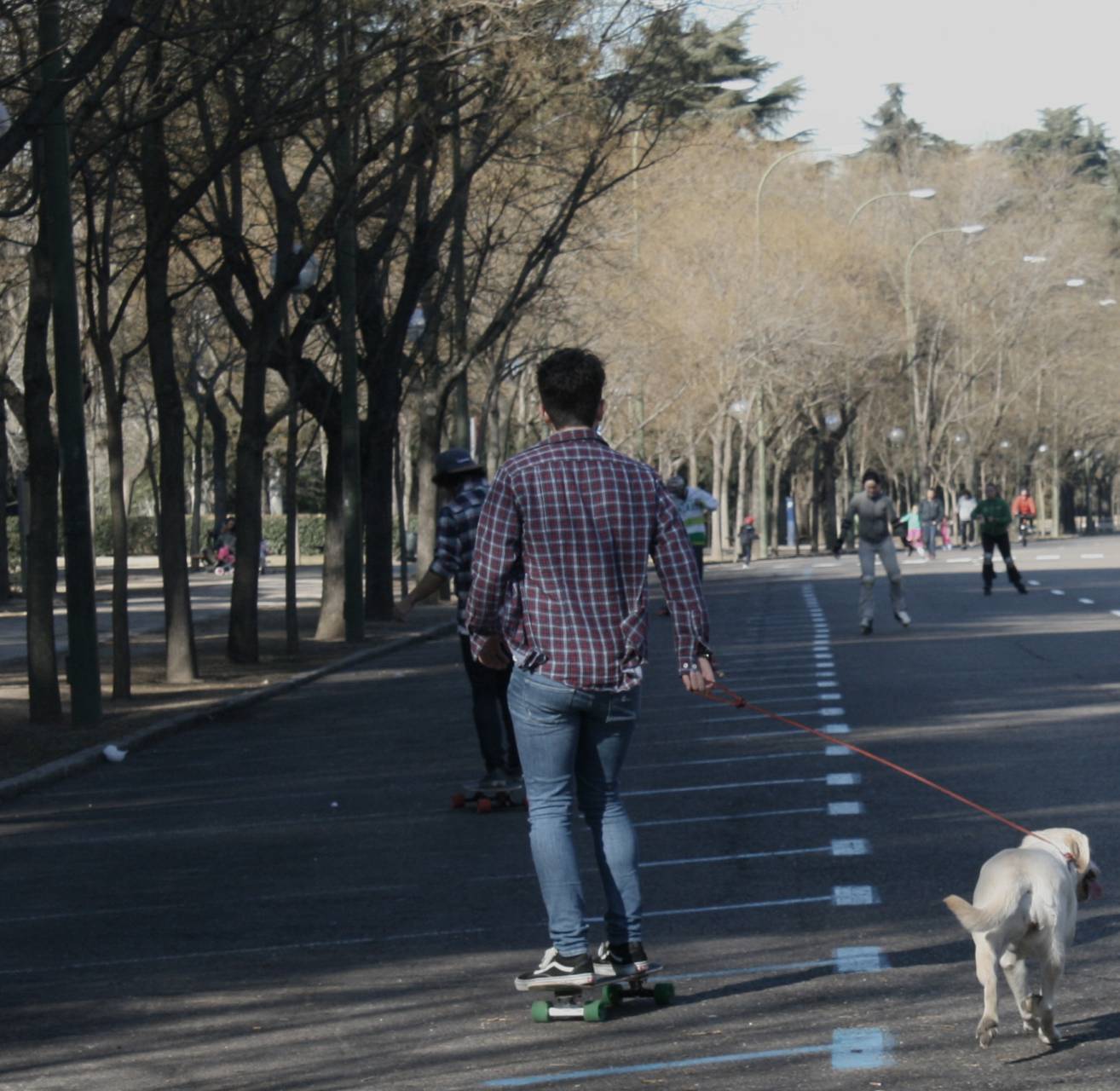 perro6