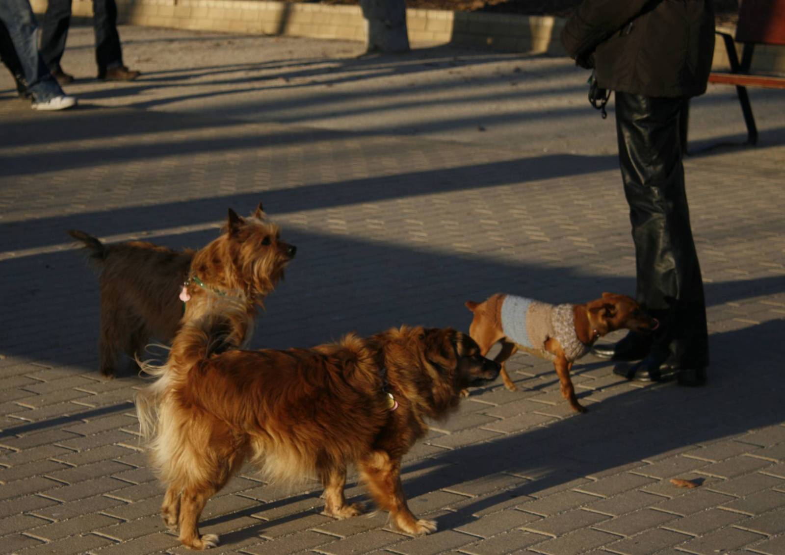 perros6