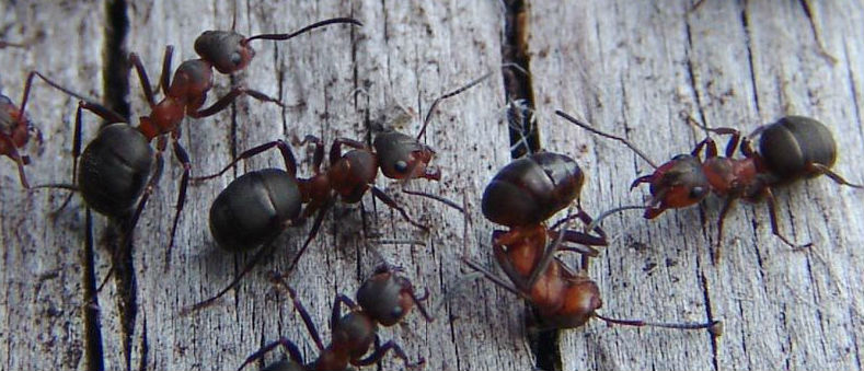 hormiga