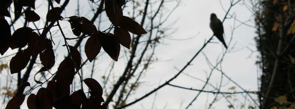 portadaok cuidado con la cotorra