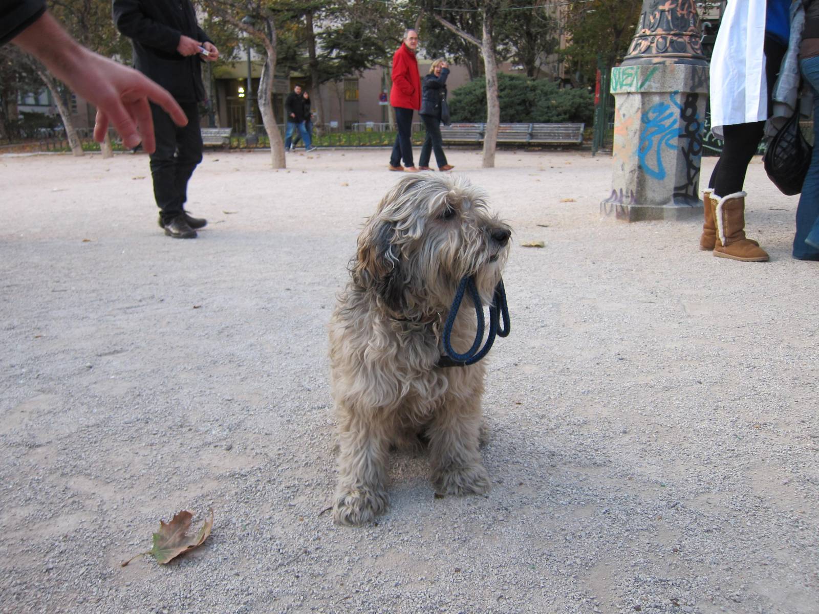 El perro Ris Un perro llevando su correa