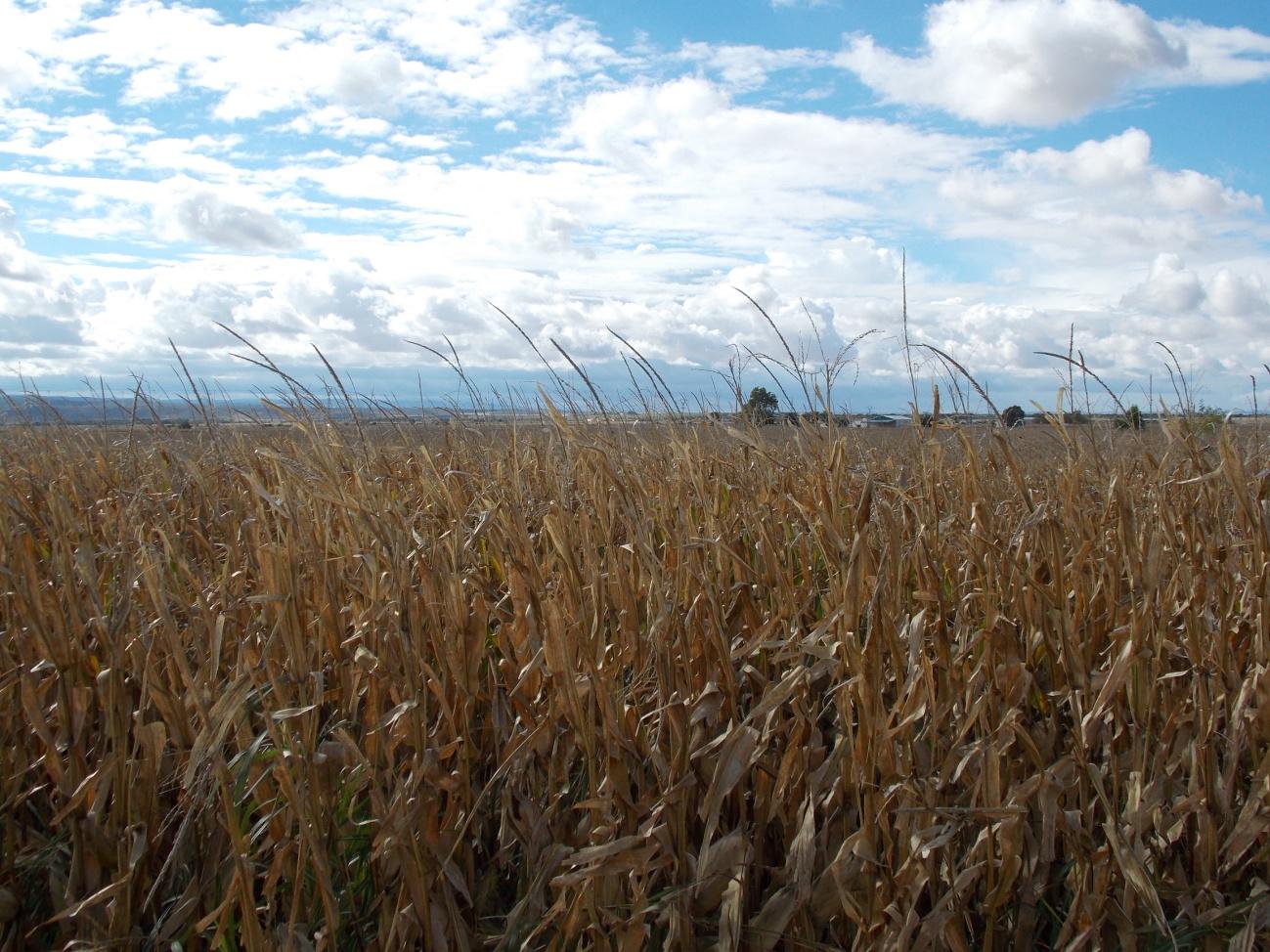 trigo Vista de los maizales de El Salobral. Foto: F.D-I.
