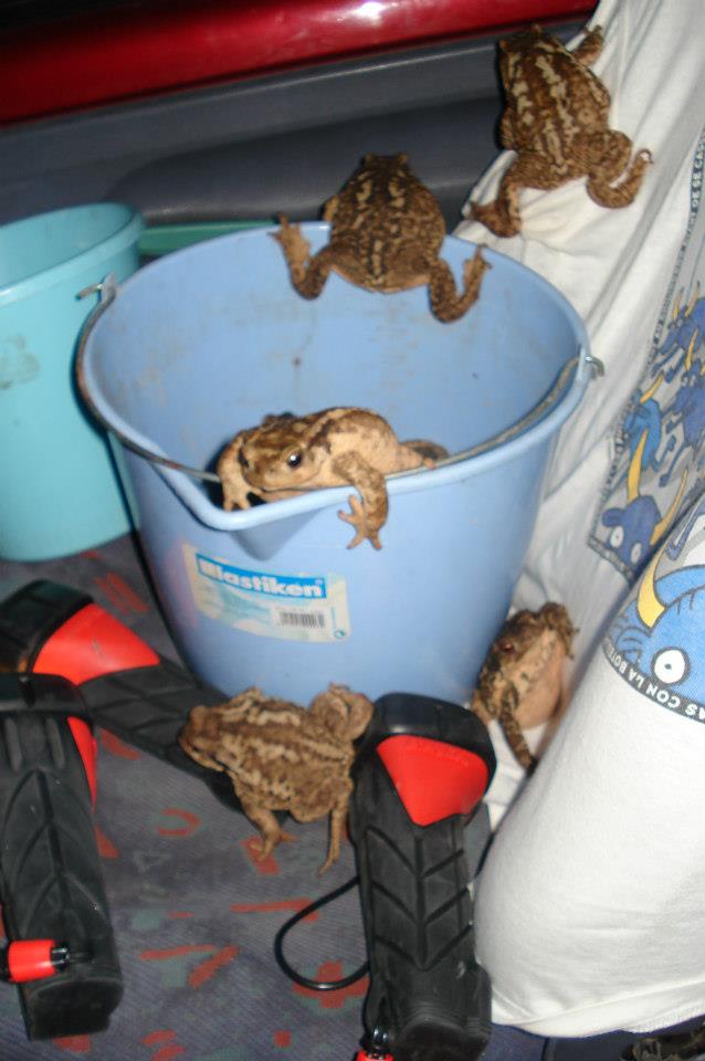 Sapos en el cubo Sapos en el cubo, esperando ser transportados