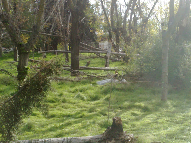 Árboles arrancados en la zona de la piscina de «La Solagua». Foto: 15-M Leganés Árboles arrancados en la zona de la piscina de «La Solagua». Foto: 15-M Leganés