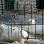 Cabras de la raza blanca celtibérica, una de las especies en peligro de extinción Cabras de la raza blanca celtibérica, una de las especies en peligro de extinción