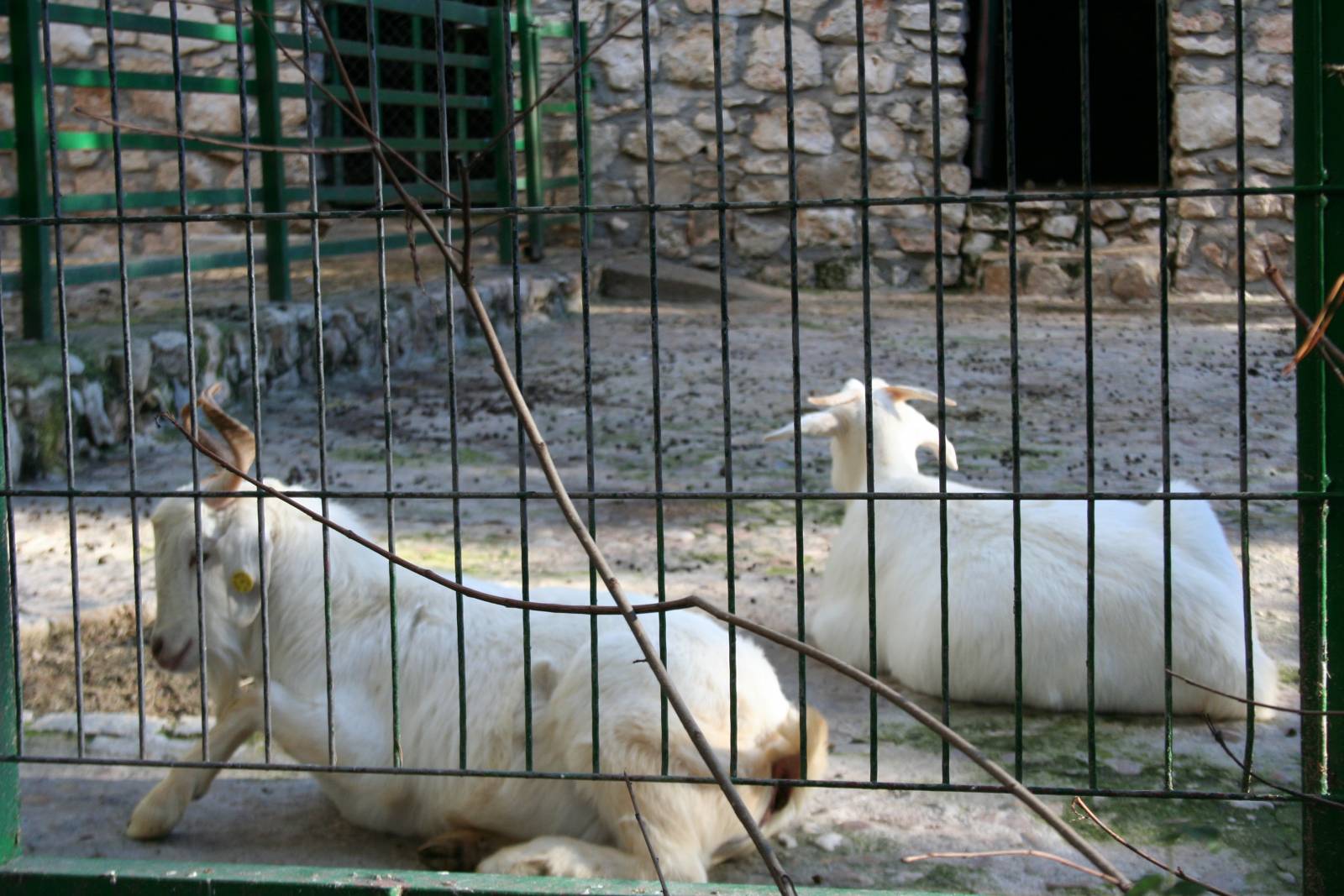 Cabras de la raza blanca celtibérica, una de las especies en peligro de extinción Cabras de la raza blanca celtibérica, una de las especies en peligro de extinción
