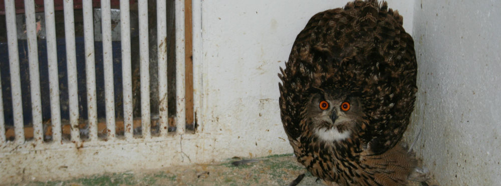 búho real Búho Real en el Centro de Recuperación de Fauna Salvaje de Guadalajara