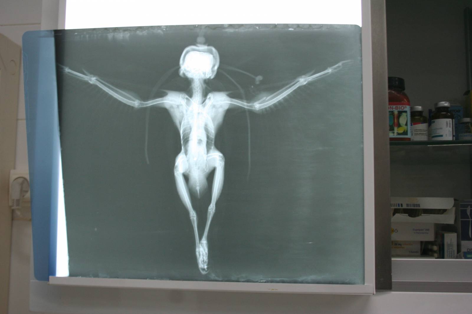 Radiografía del esmerejón con un ala fracturada Radiografía del esmerejón con un ala fracturada