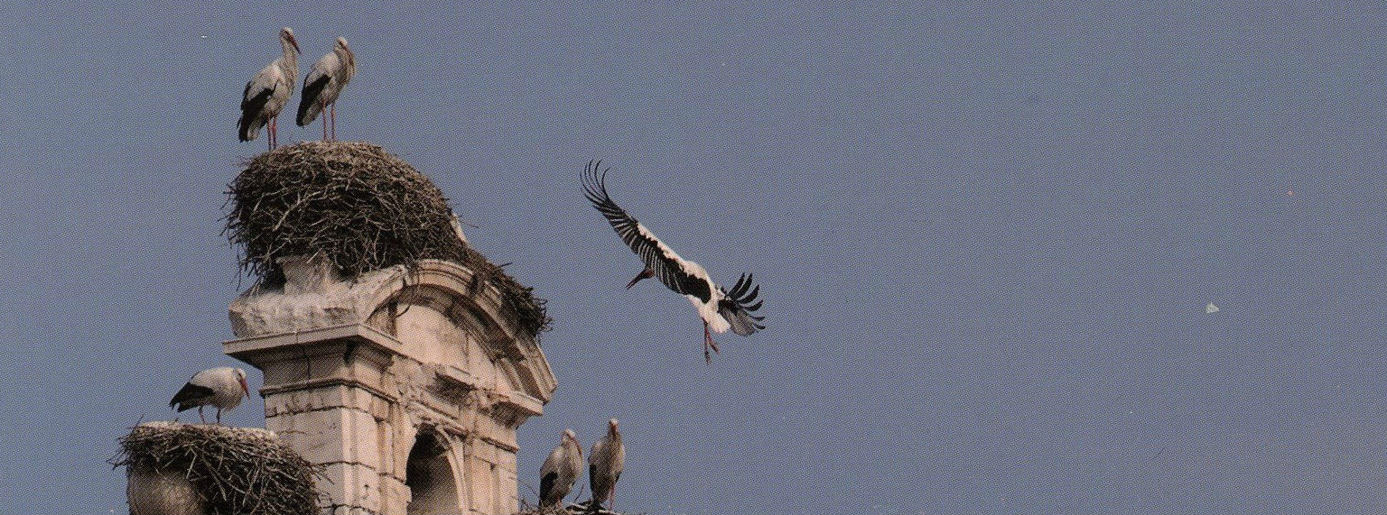 Cigüeñas sobrevolando la ciudad de Alcalá de Henares. Foto: Baldo Cigüeñas sobrevolando la ciudad de Alcalá de Henares. Foto: Baldo